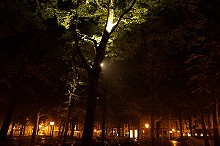 whispering trees